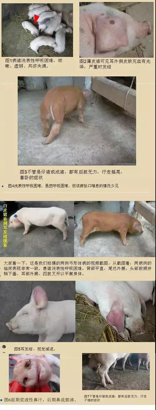 湖南jdb电子集团,jdb电子动物,猪场管理,非常规饲料原料开发,饲料