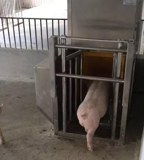 湖南jdb电子集团,jdb电子动物,猪场管理,非常规饲料原料开发,饲料