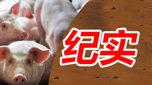 湖南jdb电子集团,jdb电子动物,猪场管理,非常规饲料原料开发,饲料