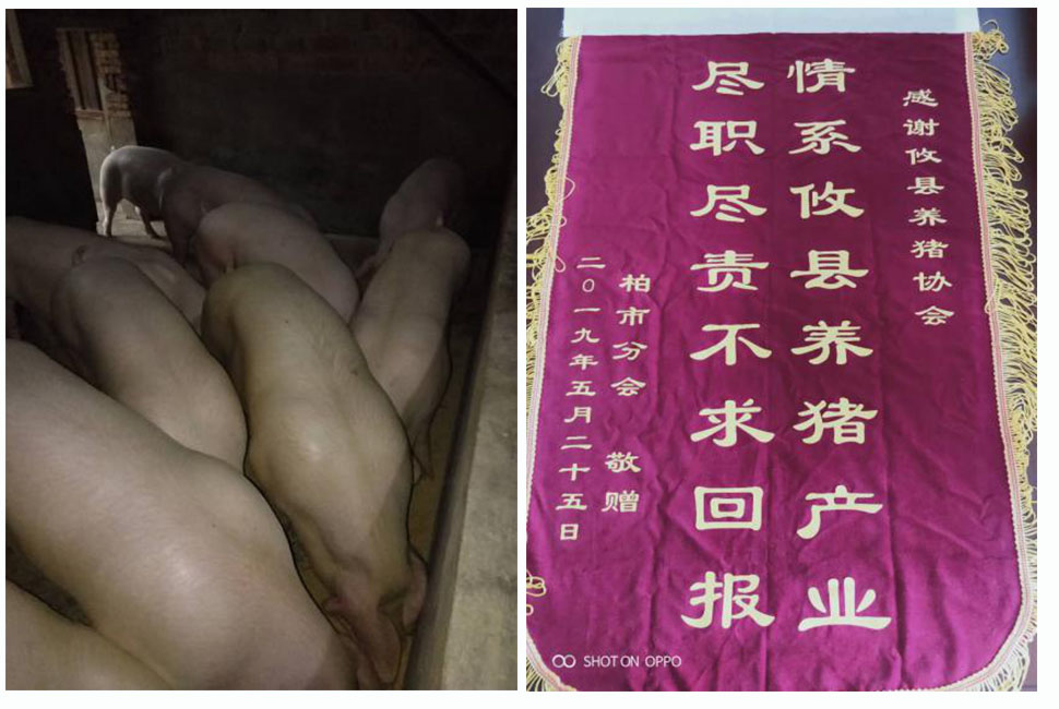 湖南jdb电子集团,jdb电子动物,猪场管理,非常规饲料原料开发,饲料